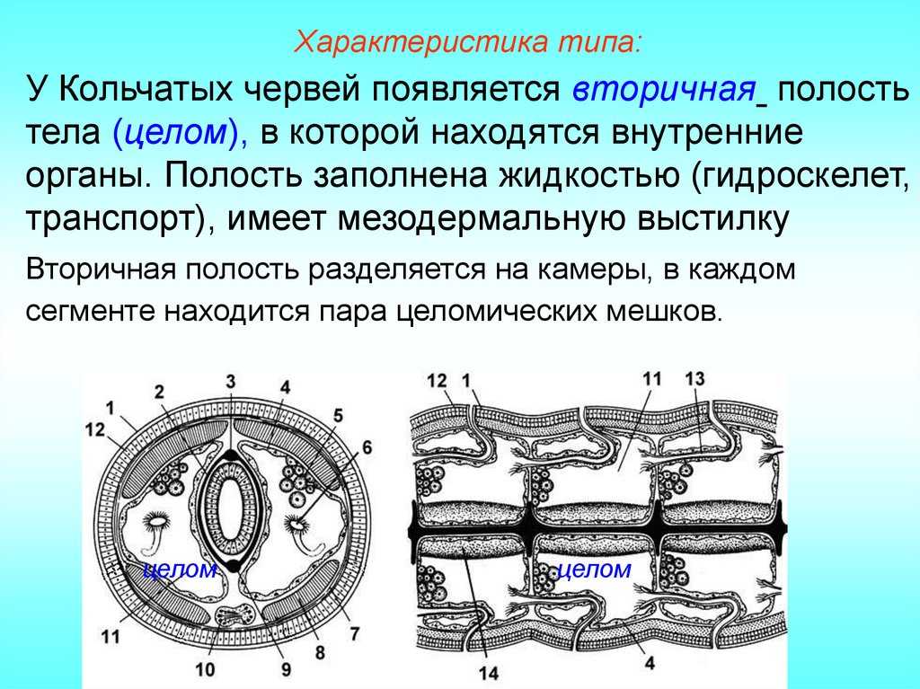 Дравида гилярова – красная книга – кратко описание, фото