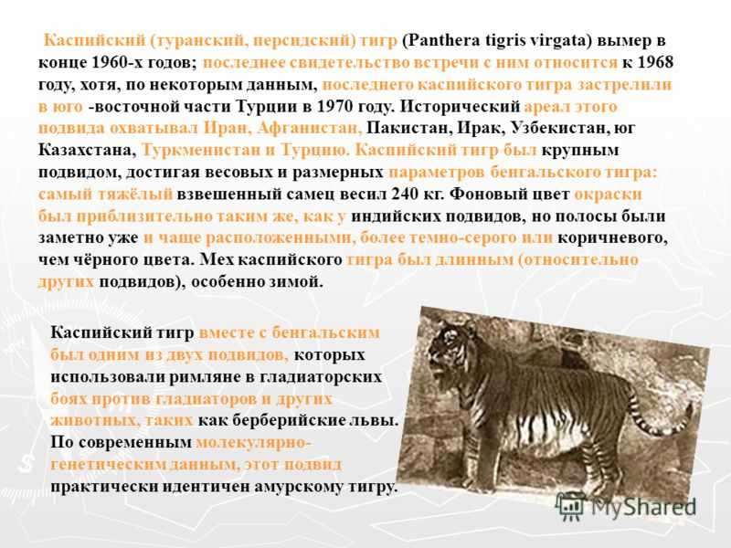 Panthera tigris acutidens / вымершие животные / твой блог
