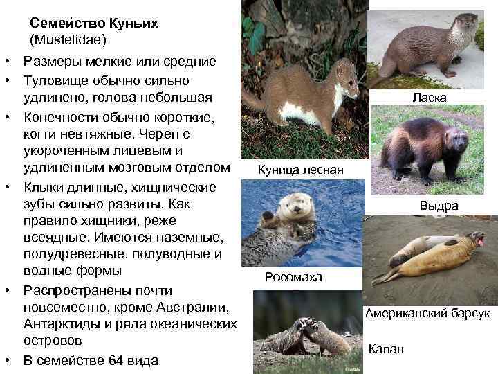 Норка животное. описание, особенности, виды, образ жизни и среда обитания норки | живность.ру
