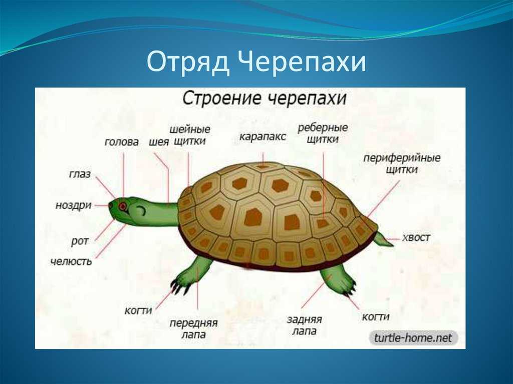 Черепаха – описание, виды, пища, где обитает, фото