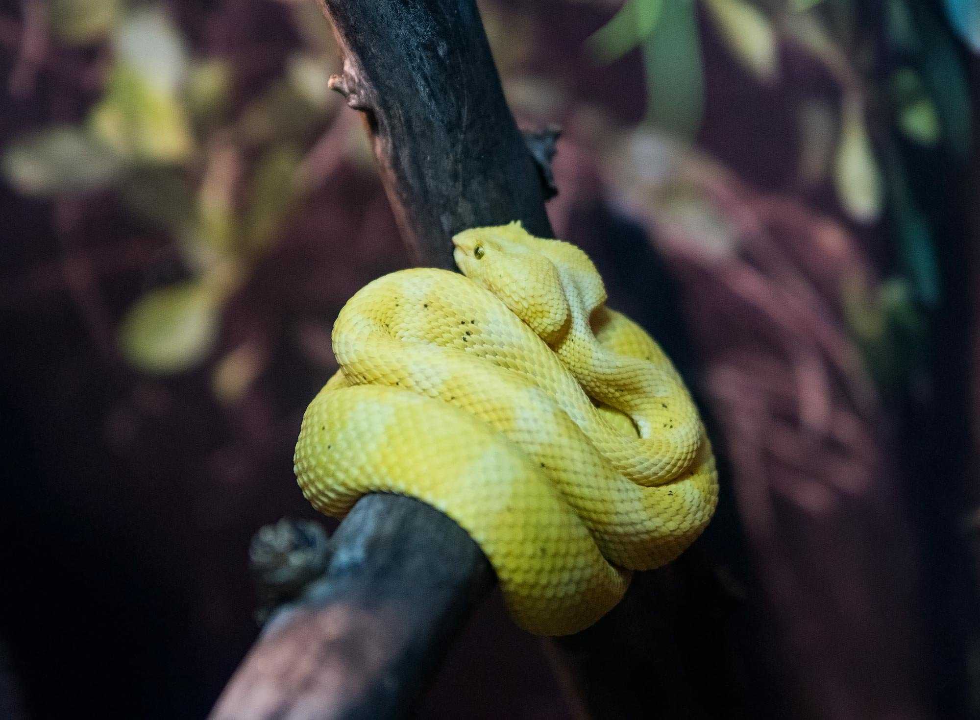Ботропс - bothrops - dev.abcdef.wiki