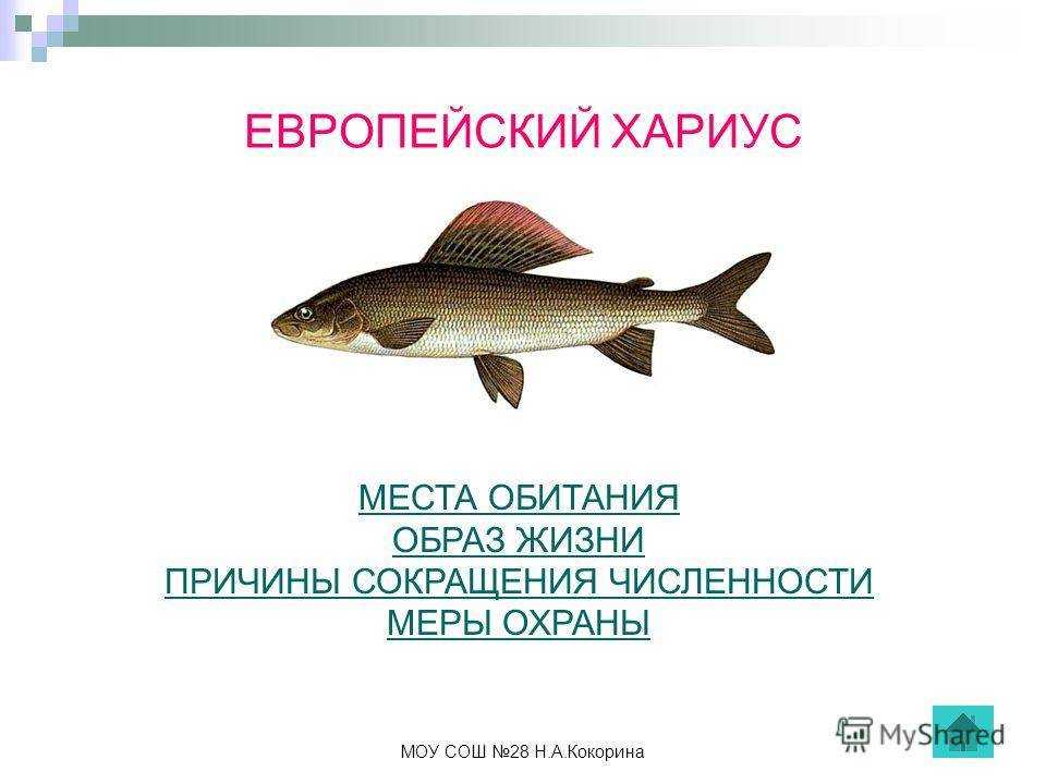 Рыба хариус