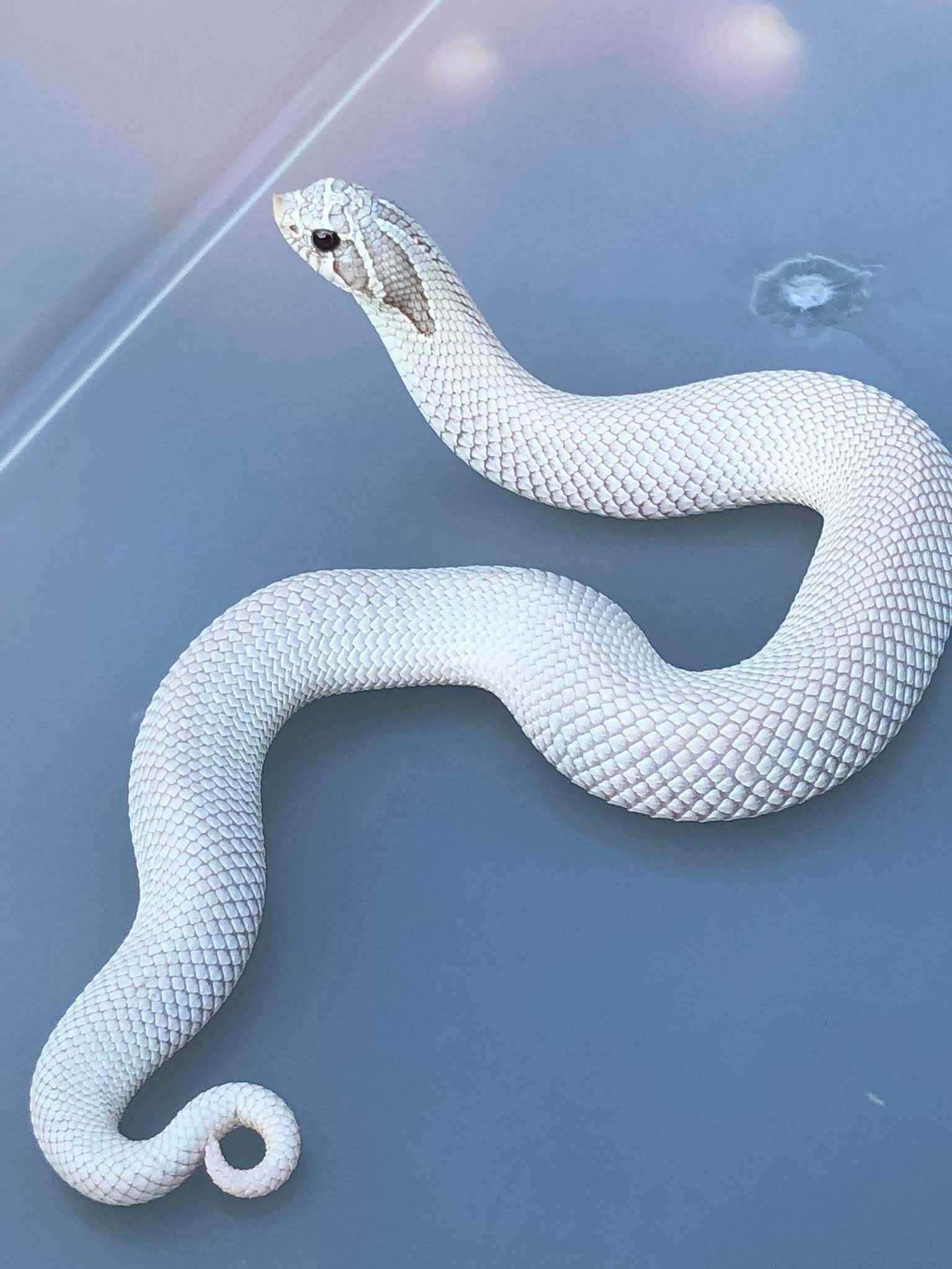Каспийский полоз, или желтобрюхий полоз (лат. dolichophis caspius)