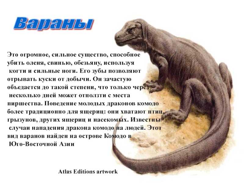 Монитор мангрового дерева