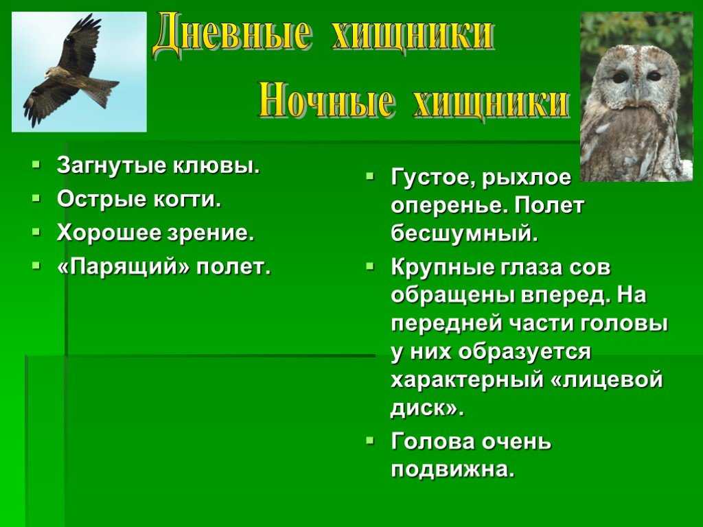 Какие бывают хищные птицы?