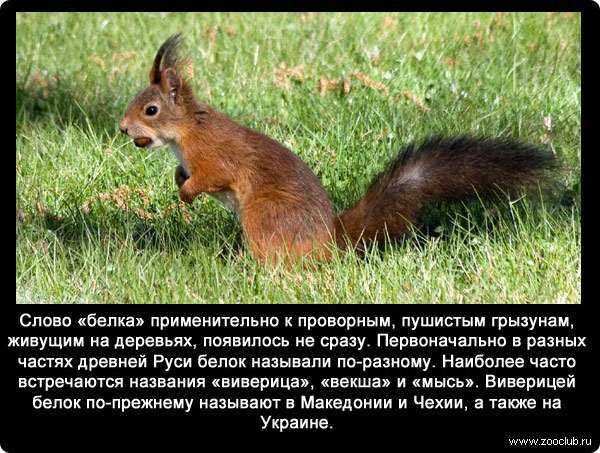 Белка | красная книга | дзен