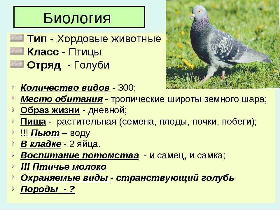 Скалистый голубь Columba rupestris распространён в Средней, Центральной, южной и восточной Азии Общая длина самцов 34-35 см, самок 33-34 см; длина крыла 22,0-23,5 см, размах крыльев 65,5-67,5 см