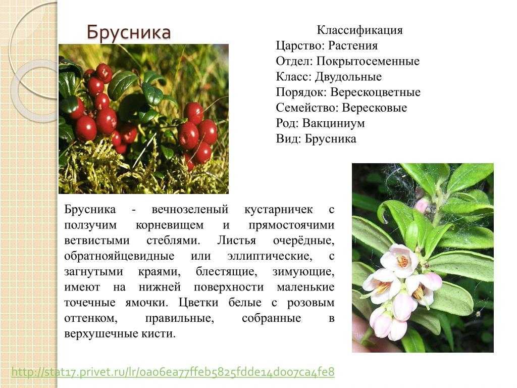 Когорта сумчатые (metatheria, marsupials)