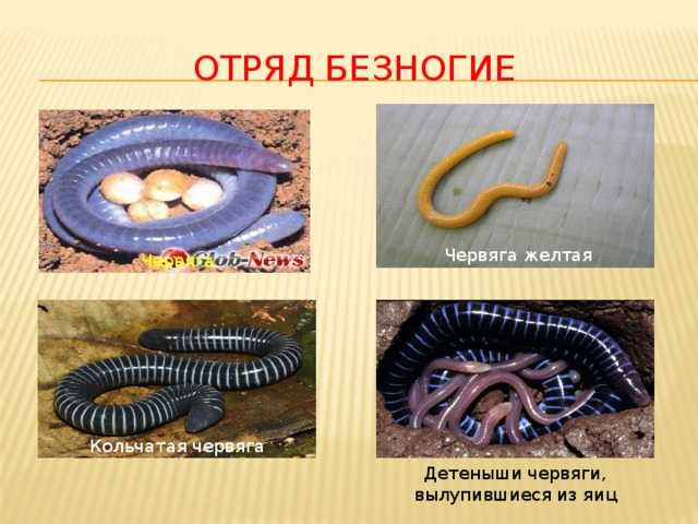 Широкоголовая червяга