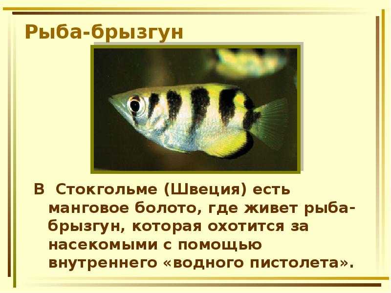 Полосатый брызгун или рыба брызгун