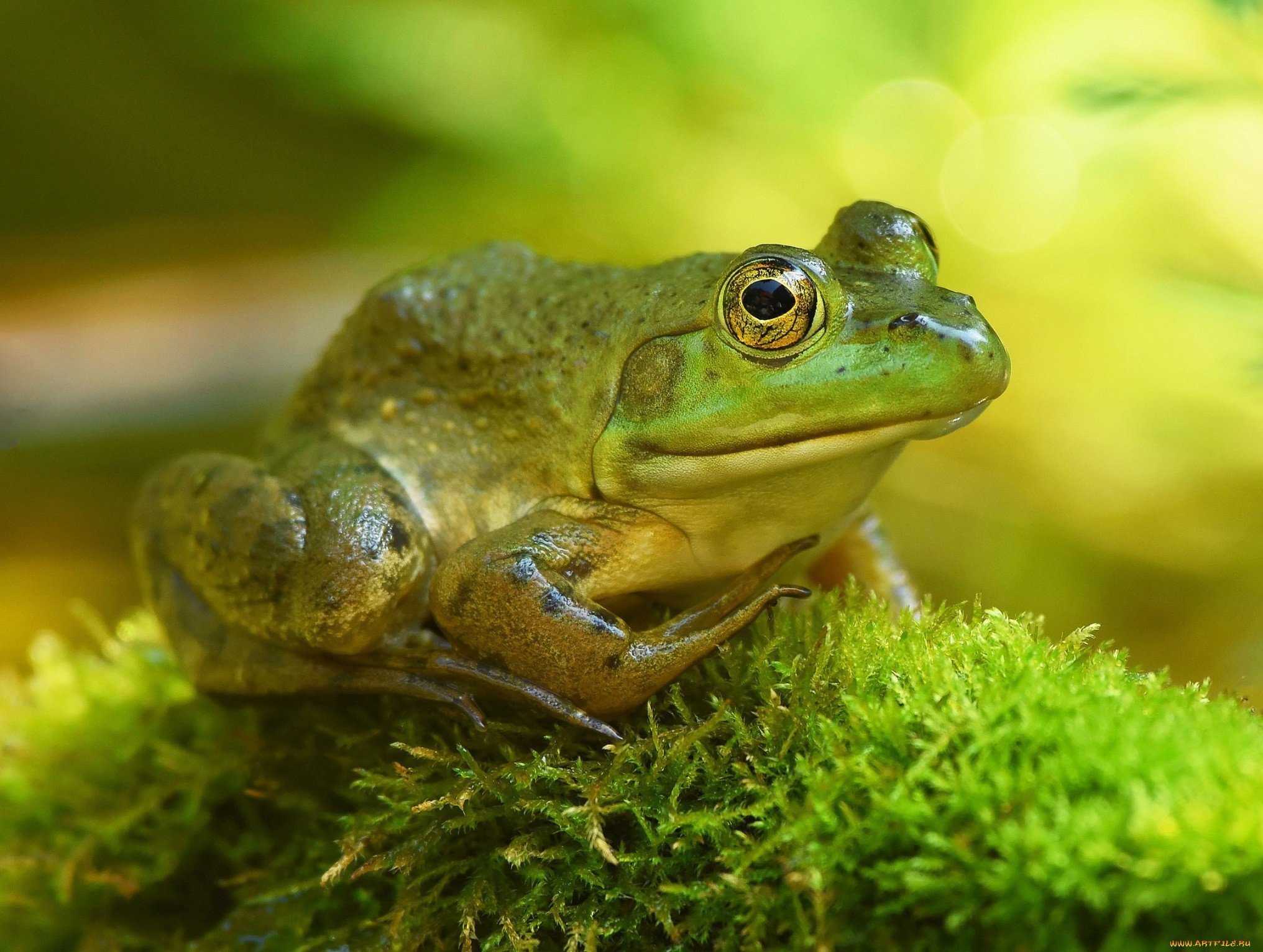 Надкласс наземные позвоночные (tetrapoda), класс земноводные (amphibia)