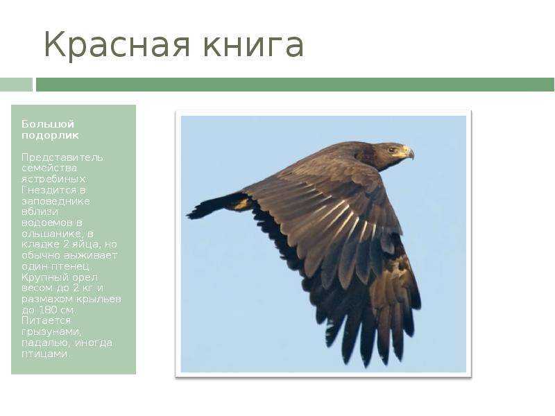 Большой подорлик - описание, среда обитания, интересные факты