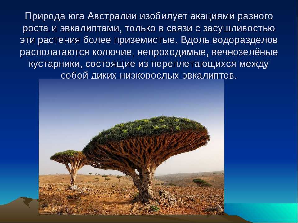Астрильды и амаранты - все о жизни необычных птиц