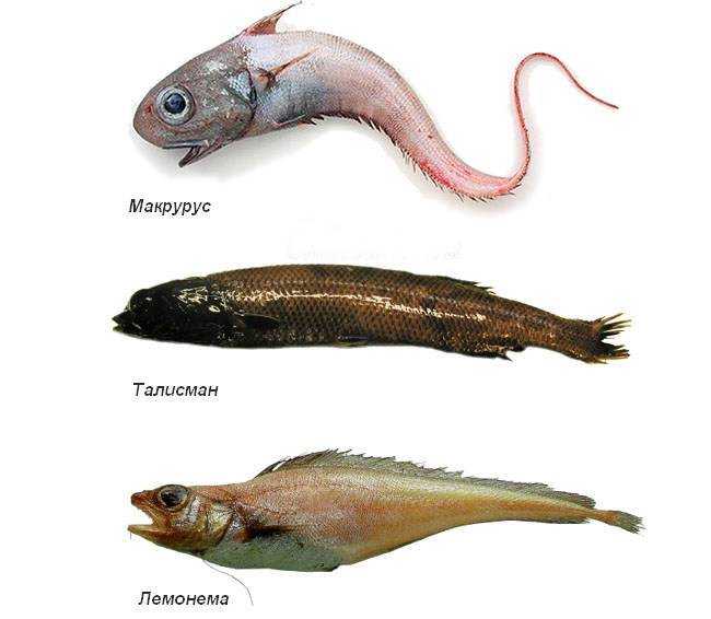 Внешний вид макруруса, особенности ловли и рецепты приготовления