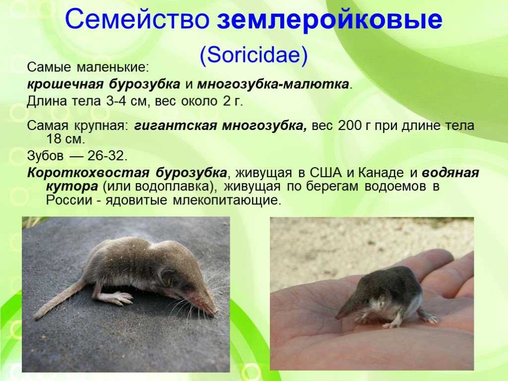 Малая белозубка