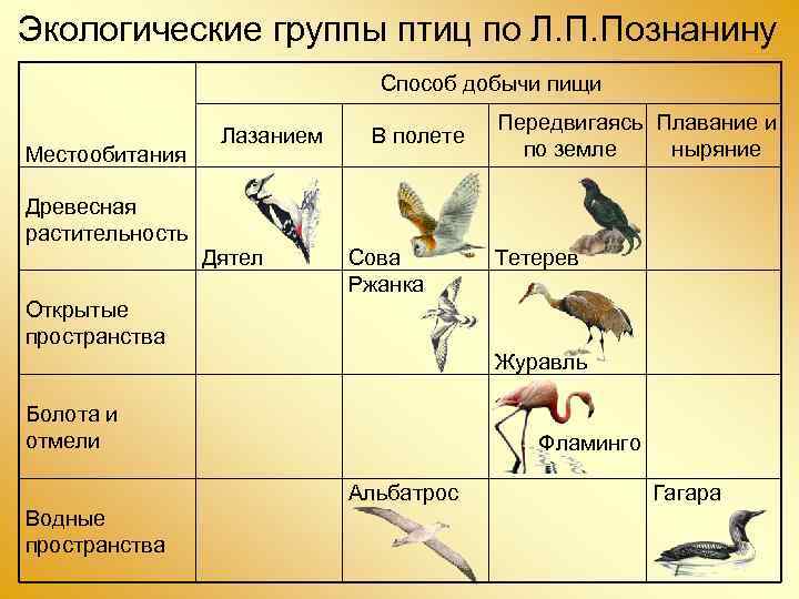 Полярные крачки пролетают 80 000 километров в год