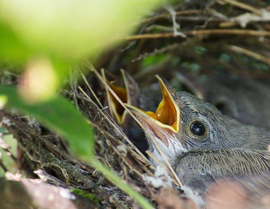 Канадский, или розовогрудый поползень Sitta canadensis широко распространен от южной Канады до Мексики Оперение верхней части тела голубовато-серое, нижней части красноватое, лицо белое с черными полосами на глазах Размеры взрослой птицы 11-13 см