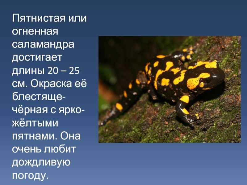 Настоящие саламандры - abcdef.wiki