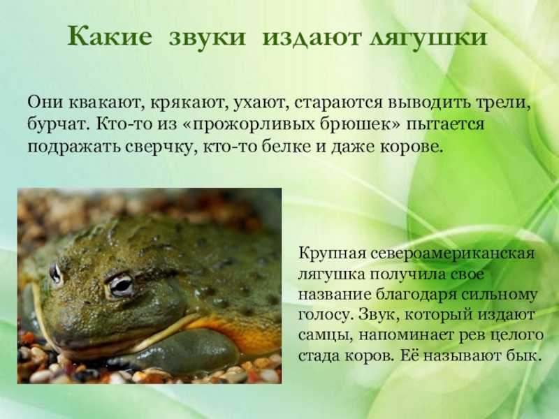 Лягушка-помидор: описание, фото, содержание и уход