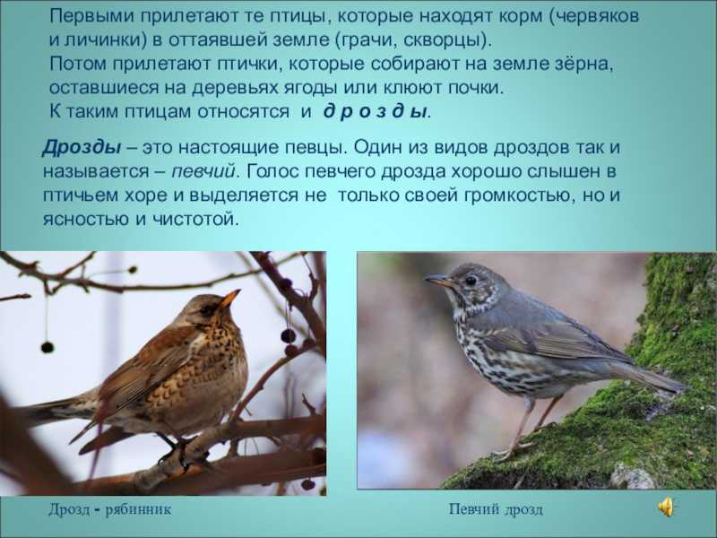 Дрозд рябинник птица. описание, особенности, образ жизни и среда обитания рябинника