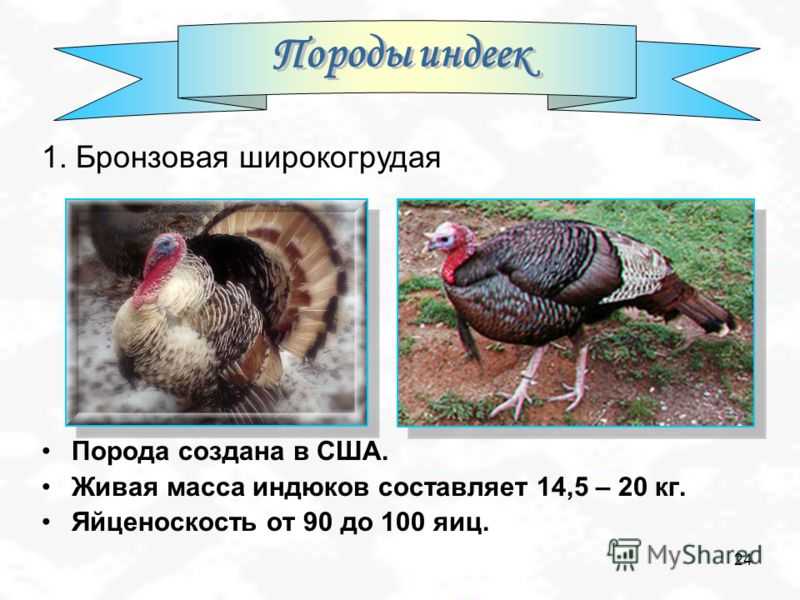Индюшка и индейка – нечто разное, или одно и то же?