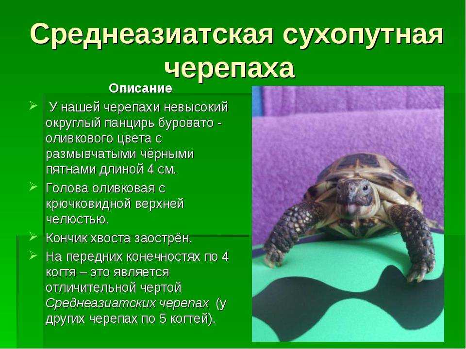 Черепаха - виды, питание, уход и содержание, сколько живет, фото