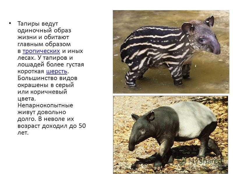 Виды тапиров. тапир животное. среда обитания и образ жизни тапира. равнинный или южноамери-канский тапир
