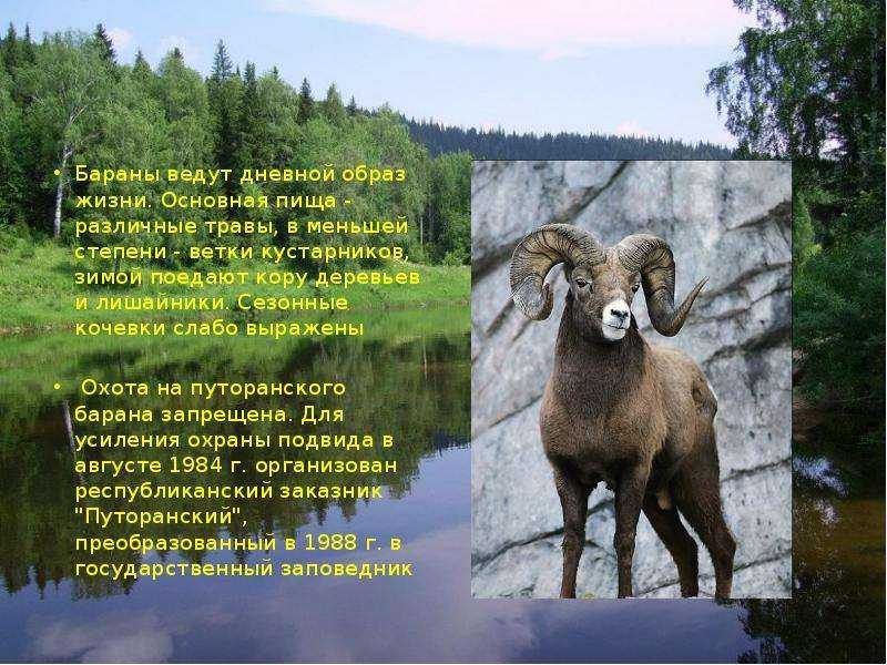 Снежный баран (чубук): фото и описание, среда обитания, образ жизни
