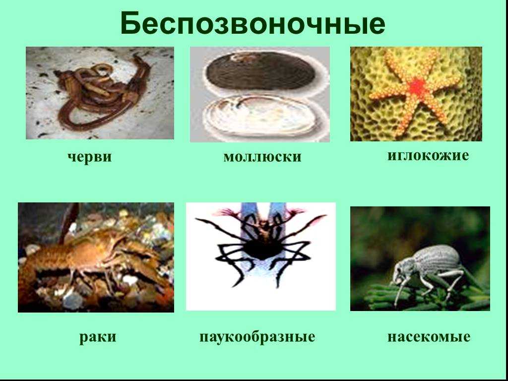 Беспозвоночные: характеристики, группы и среда обитания