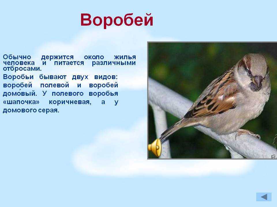 Птица воробей (120 фото): виды, где живут, особенности, размеры, интересные факты, питание
