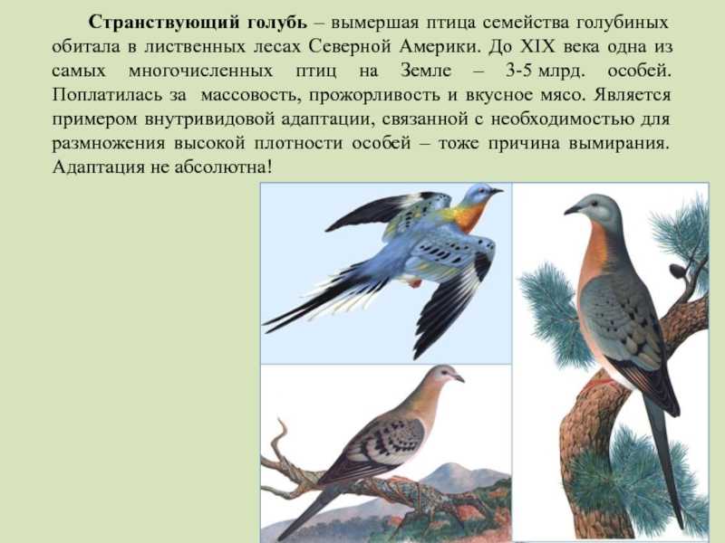Розовый голубь: как выглядит, где живёт, что ест
