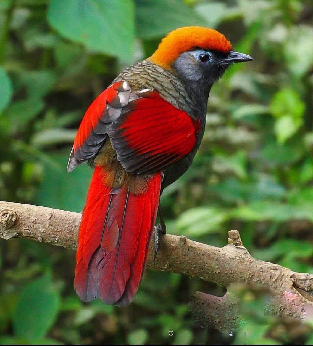 Турако - turaco