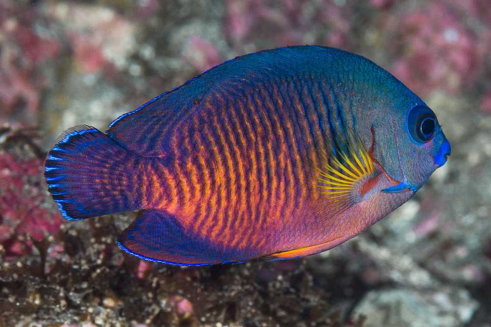 🐠🎀🐟топ 20 красивейщих рыб🐟🎀🐠