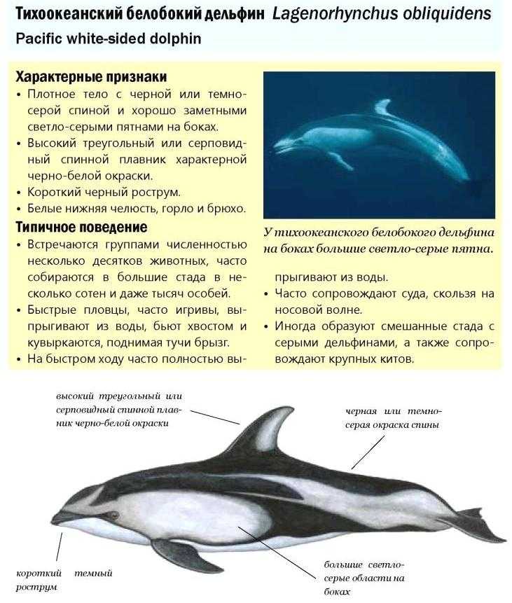 Серый дельфин занесенный в красную книгу