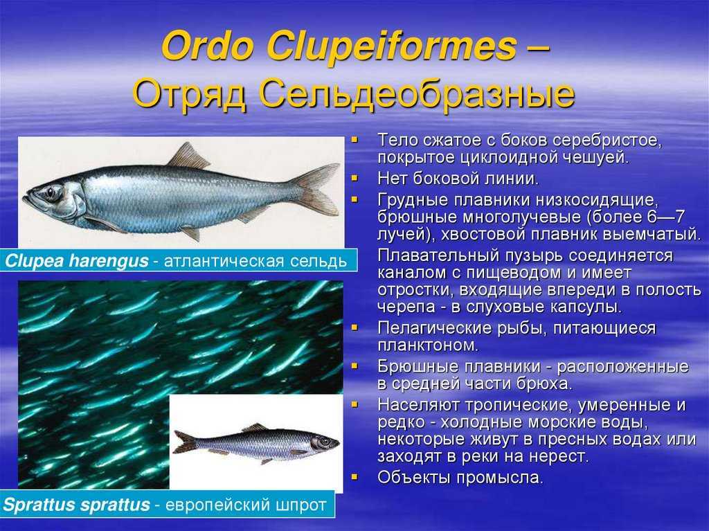 Что такое селедка залом, места обитания, особенности ловли