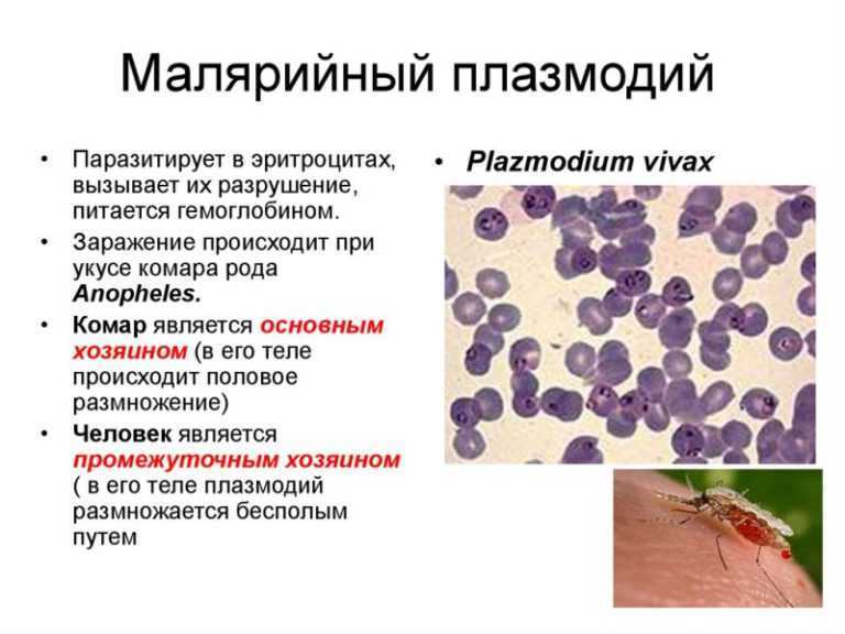 Зверек карбыш: фото, описание, среда обитания, вред и методы борьбы