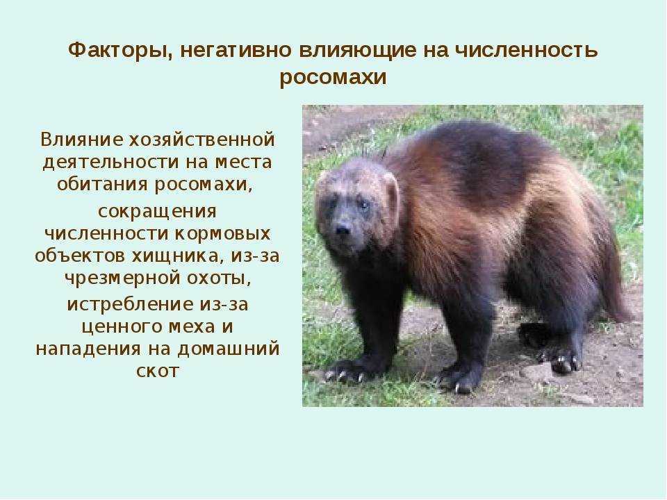 Сурок альпийский | мир животных и растений