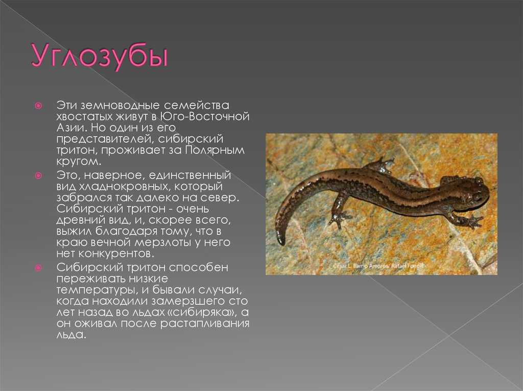 Отряд хвостатые амфибии caudata