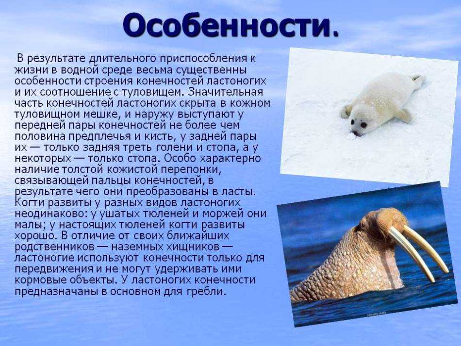 Морж