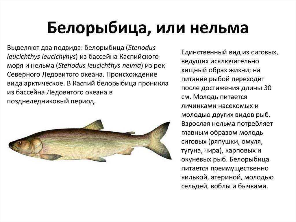 Расбора красноносая или савбва