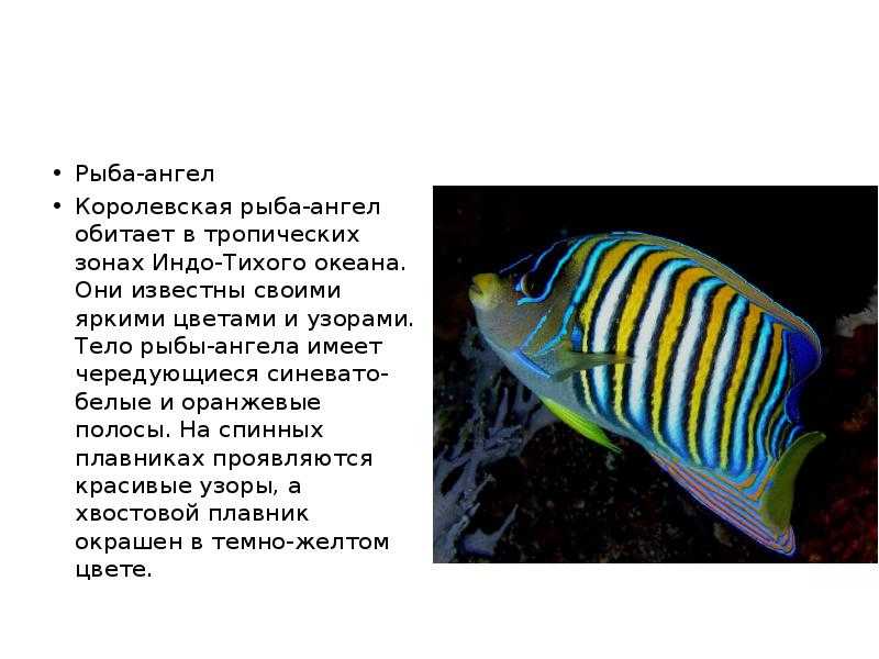 Аквариумные рыбы-ангелы – уход и содержание, описание, размножение, фото