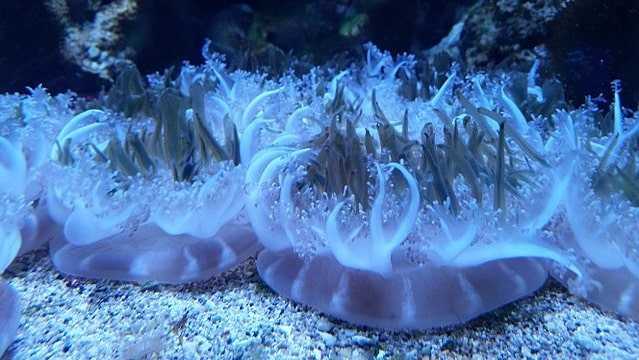 Класс сцифоидные (scyphozoa) ("хрустальное мясо") [1968 - - жизнь животных. том 1. беспозвоночные]