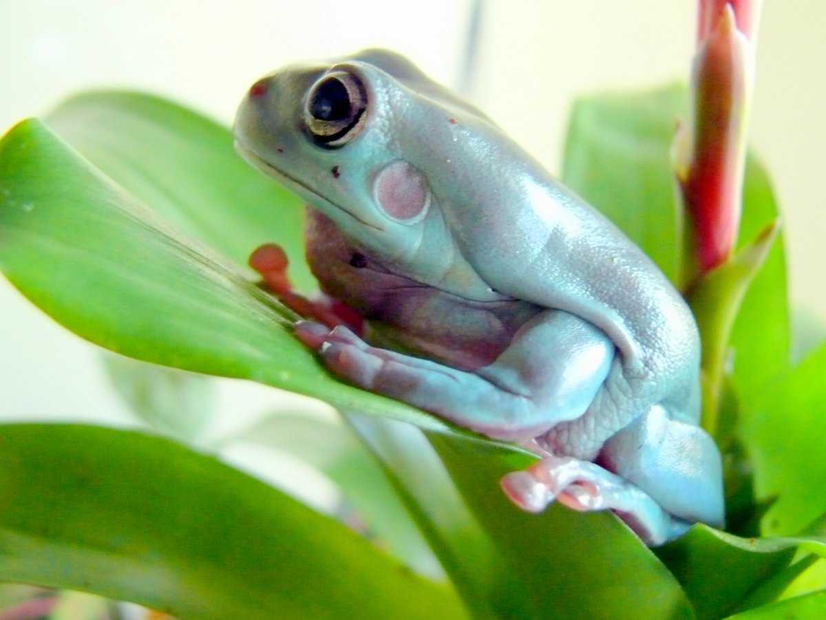 Myobatrachidae - myobatrachidae - dev.abcdef.wiki