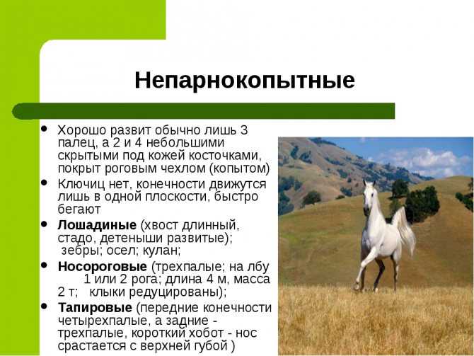 Парнокопытные животные