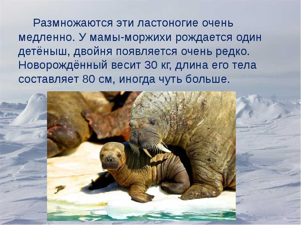 Интересные факты о ластоногих млекопитающих | vivareit