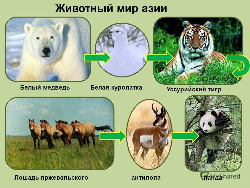 Тропический лес: внешний вид, фото, особенности, интересные факты, среда обитания