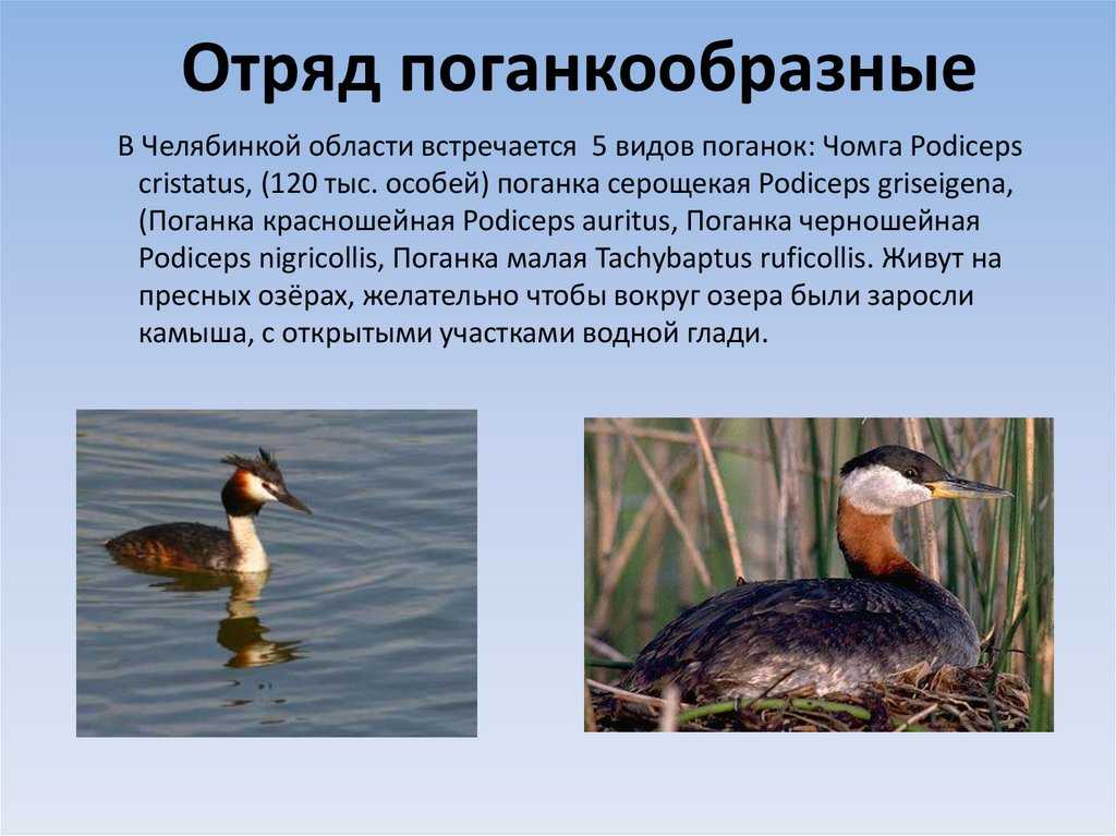 Чомга — грациозная в воде и неуклюжая на суше птица