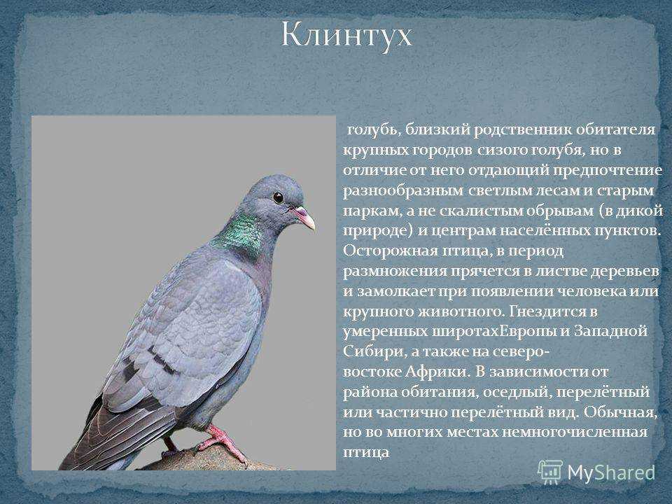 Сизый голубь: описание внешнего вида, места распространения, питание