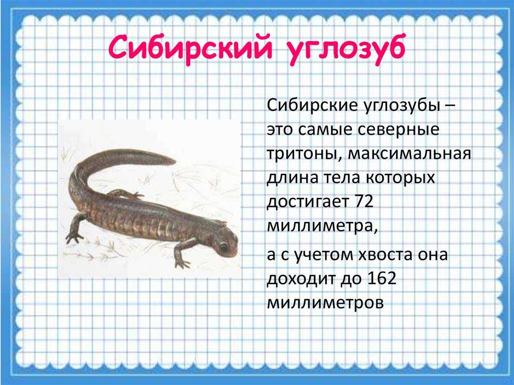 Сибирский углозуб