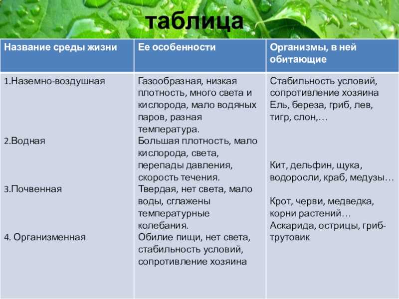 Песчанка в домашних условиях